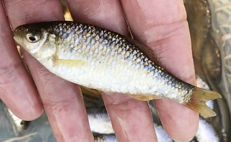 おさかな図鑑 淡水魚 タナゴ